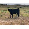 Image 3 : Eric LePage - 575# Steer Calves - 100 Head (Meacham, SK)