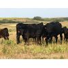 Image 5 : Eric LePage - 575# Steer Calves - 100 Head (Meacham, SK)