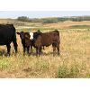 Image 6 : Eric LePage - 575# Steer Calves - 100 Head (Meacham, SK)