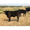 Image 7 : Eric LePage - 575# Steer Calves - 100 Head (Meacham, SK)