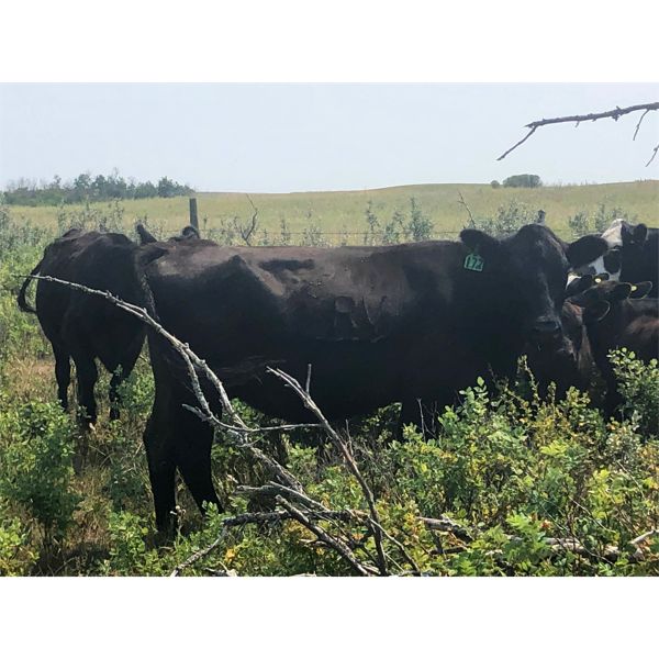 RV Farming - 1200# Pairs - 25 Pairs (Saskatoon, SK)