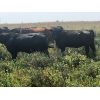 Image 3 : RV Farming - 1200# Pairs - 25 Pairs (Saskatoon, SK)