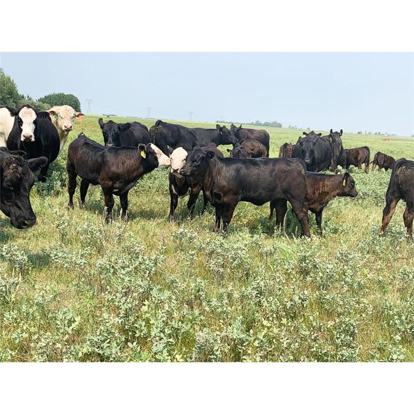 Lemmer Farms - 650# Steer Calves - 55 Head (Lyalta, AB)