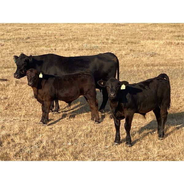 McLeod Cattle Co - 620# Steer Calves - 95 Head (Claydon, SK)