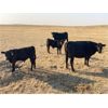 Image 2 : McLeod Cattle Co - 620# Steer Calves - 95 Head (Claydon, SK)