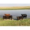 Image 3 : McLeod Cattle Co - 620# Steer Calves - 95 Head (Claydon, SK)