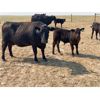 Image 4 : McLeod Cattle Co - 620# Steer Calves - 95 Head (Claydon, SK)