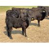 Image 5 : McLeod Cattle Co - 620# Steer Calves - 95 Head (Claydon, SK)