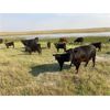 Image 6 : McLeod Cattle Co - 620# Steer Calves - 95 Head (Claydon, SK)