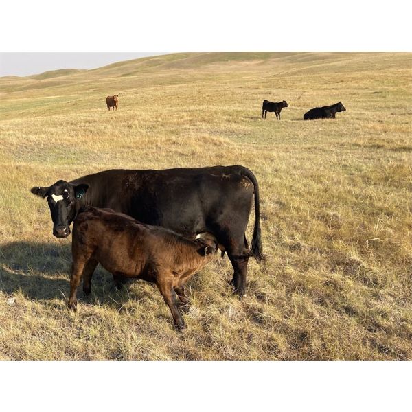 McLeod Cattle Co - 570# Heifer Calves - 105 Head (Claydon, SK)