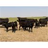 Image 3 : McLeod Cattle Co - 570# Heifer Calves - 105 Head (Claydon, SK)