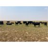 Image 6 : McLeod Cattle Co - 570# Heifer Calves - 105 Head (Claydon, SK)