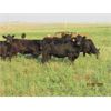 Image 3 : Johnson Feeders -  872# Heifers - 142 Head (Bassano, AB)