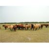 Image 3 : DJC Ranch - 1025# Heifers - 60 Head (Cochin, SK)