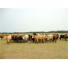 Image 4 : DJC Ranch - 1025# Heifers - 60 Head (Cochin, SK)