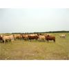 Image 5 : DJC Ranch - 1025# Heifers - 60 Head (Cochin, SK)