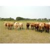 Image 6 : DJC Ranch - 1025# Heifers - 60 Head (Cochin, SK)