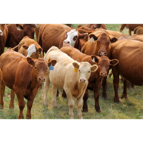Devin & Christine Pinkney - 570# Heifer Calves - 100 Head (Swift Current, SK)