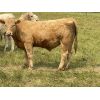 Image 1 : Cunningham Cattle Co. - 1000# Steers - 45 Head (Sundre, AB)