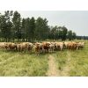 Image 4 : Cunningham Cattle Co. - 1000# Steers - 45 Head (Sundre, AB)