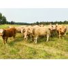 Image 5 : Cunningham Cattle Co. - 1000# Steers - 45 Head (Sundre, AB)
