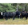 Image 2 : Cunningham Cattle Co. - 1000# Steers - 52 Head (Sundre, AB)