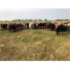 Image 2 : Scott & Jodie Griffin - 875# Heifers - 70 Head (Grandora, SK)