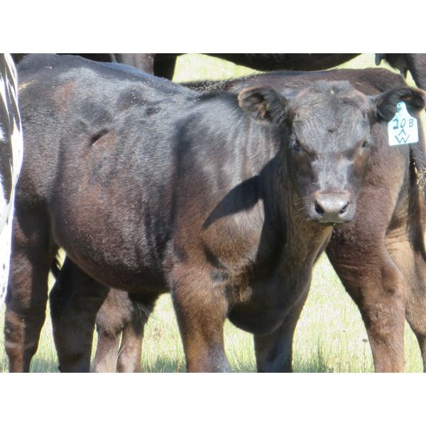 Dave Wagman - 530# Steer Calves - 65 Head (Leader, SK)
