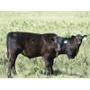 Image 3 : Dave Wagman - 530# Steer Calves - 65 Head (Leader, SK)