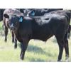 Image 5 : Dave Wagman - 530# Steer Calves - 65 Head (Leader, SK)