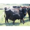 Image 6 : Dave Wagman - 530# Steer Calves - 65 Head (Leader, SK)