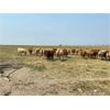 Image 2 : Serene Cattle - 875# Steers - 70 Head (Fort Macleod, AB)