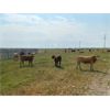 Image 3 : Serene Cattle - 875# Steers - 70 Head (Fort Macleod, AB)