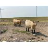 Image 4 : Serene Cattle - 875# Steers - 70 Head (Fort Macleod, AB)