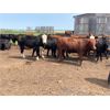 Image 3 : Bar UJ Farm & Cattle - 860# Steers - 68 Head (Edgerton, AB)