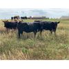 Image 1 : Bar UJ Farm & Cattle - 910# Heifers - 55 Head (Edgerton, AB)