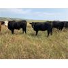 Image 2 : Bar UJ Farm & Cattle - 910# Heifers - 55 Head (Edgerton, AB)