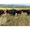 Image 5 : Bar UJ Farm & Cattle - 910# Heifers - 55 Head (Edgerton, AB)