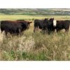 Image 6 : Bar UJ Farm & Cattle - 910# Heifers - 55 Head (Edgerton, AB)