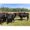 Image 2 : Klause Family Farms - 730# Heifers - 70 Head (Onoway, AB)