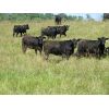 Image 1 : Marsh Ranches Ltd. - 965# Heifers - 55 Head (Southey, SK)
