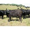 Image 4 : Marsh Ranches Ltd. - 965# Heifers - 55 Head (Southey, SK)