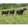 Image 2 : Marsh Ranches Ltd. - 850# Heifers - 125 Head (Southey, SK)