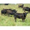 Image 3 : Marsh Ranches Ltd. - 850# Heifers - 125 Head (Southey, SK)