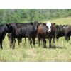 Image 5 : Marsh Ranches Ltd. - 850# Heifers - 125 Head (Southey, SK)