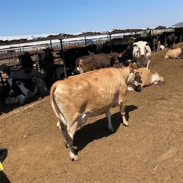 ID Dairies/Ranches - 129 Cows - Burley, ID
