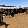 Image 2 : ID Dairies/Ranches - 129 Cows - Burley, ID
