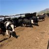 Image 3 : ID Dairies/Ranches - 129 Cows - Burley, ID