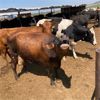 Image 4 : ID Dairies/Ranches - 129 Cows - Burley, ID