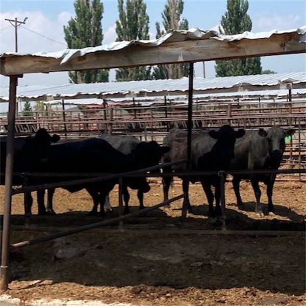ID Dairies/Ranches - 65 Cows - Burley, ID